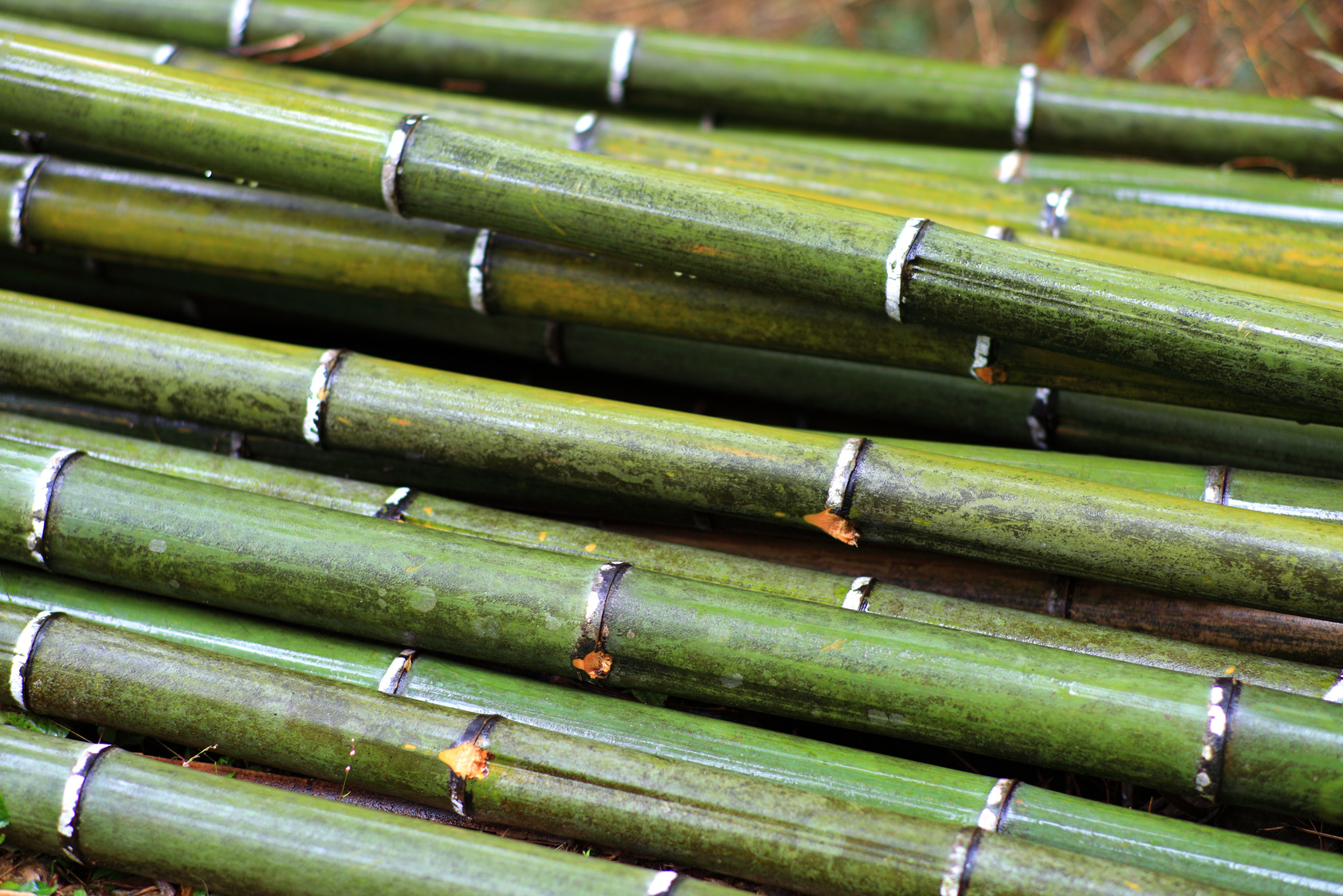 Bamboo Raw Materials